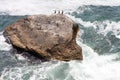 Tyulenovo Rocks, Bulgaria Royalty Free Stock Photo