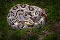 Tzabcan rattlesnake, Crotalus tzabcan, YucatÃÂ¡n Neotropical rattlesnake is endemic to the YucatÃÂ¡n Peninsula in Mexico, Central