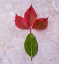 TÃÂ¼rkiye green leaf