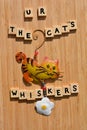 U R The Cat`s Whiskers, words on wood Royalty Free Stock Photo