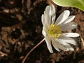 Anemone withe, earthy background