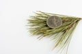 UAE 1 Dirham Coin on pine needles. Royalty Free Stock Photo