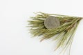 UAE 1 Dirham Coin on pine needles isolated on white background. Royalty Free Stock Photo