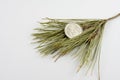 UAE 1 Dirham Coin on pine needles. Royalty Free Stock Photo