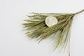 UAE 1 Dirham Coin on pine needles isolated on white background, year of Zayed 2018. Royalty Free Stock Photo