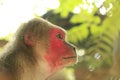 Uakari monkey with red head