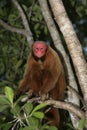 Uakari monkey, Cacajao calvus, Royalty Free Stock Photo