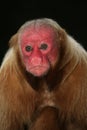 Uakari monkey, Cacajao calvus, Royalty Free Stock Photo