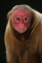 Uakari monkey, Cacajao calvus,