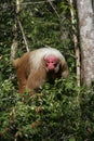 Uakari monkey, Cacajao calvus, Royalty Free Stock Photo