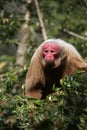 Uakari monkey, Cacajao calvus, Royalty Free Stock Photo