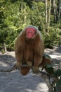 Uakari monkey, Cacajao calvus, Royalty Free Stock Photo