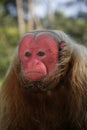 Uakari monkey, Cacajao calvus, Royalty Free Stock Photo