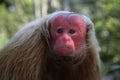 Uakari monkey, Cacajao calvus, Royalty Free Stock Photo
