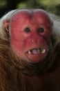 Uakari monkey, Cacajao calvus, Royalty Free Stock Photo