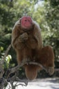 Uakari monkey, Cacajao calvus, Royalty Free Stock Photo