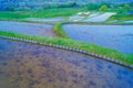 Uba -abandoned rice field