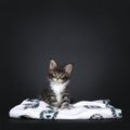 Uber cute very small baby Maine cat kitten on a black background. Royalty Free Stock Photo
