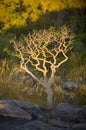 Ubirr Kakadu