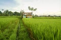 Rice Terrace Worker Huts on a Field in Bali