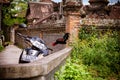 Rooster on the streets of Ubud