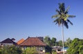 Ubud Landscape. Palm tree and traditional houses