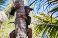 Balinese Farmer Cutting Coconuts in Indonesia