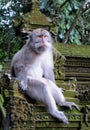 Ubud Monkey Forest - Mandala Suci Wenara Wana Royalty Free Stock Photo