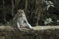 The Ubud Monkey Forest is a nature reserve and Hindu temple complex in Ubud, Bali, Indonesia. Royalty Free Stock Photo