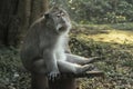 The Ubud Monkey Forest is a nature reserve and Hindu temple complex in Ubud, Bali, Indonesia. Royalty Free Stock Photo