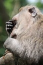 The tired monkey in Ubud Monkey Forest, Bali, Indonesia Royalty Free Stock Photo