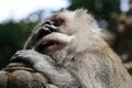 The tired monkey in Ubud Monkey Forest, Bali, Indonesia Royalty Free Stock Photo