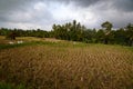 Rice fields near Ubud. Gianyar regency. Bali. Indonesia