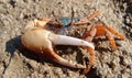 Uca crab Royalty Free Stock Photo