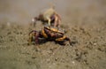 Uca pugnax Royalty Free Stock Photo