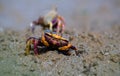 Uca pugnax on the mud Royalty Free Stock Photo