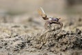 Uca tangeri crab Royalty Free Stock Photo