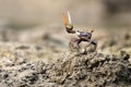 Uca tangeri crab Royalty Free Stock Photo