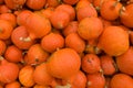 Uchiki Kuri squash Royalty Free Stock Photo