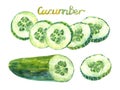 Cucumber day - Green vegan fresh food. Watercolor illustration hand draw brush