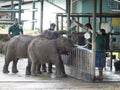 Udawalawe Elephant Transit Home, Sri Lanka Royalty Free Stock Photo