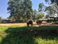 Udawalawe, Sri Lanka - March 9, 2022: Udawalawe National Park, where you can see wild animals in their natural habitat. Elephants Royalty Free Stock Photo