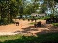 Udawalawe, Sri Lanka - March 9, 2022: Udawalawe National Park, where you can see wild animals in their natural habitat. Large and Royalty Free Stock Photo