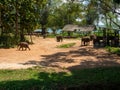 Udawalawe, Sri Lanka - March 9, 2022: Udawalawe National Park, where you can see wild animals in their natural habitat. Large and Royalty Free Stock Photo