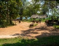 Udawalawe, Sri Lanka - March 9, 2022: Udawalawe National Park, where you can see wild animals in their natural habitat. Large and Royalty Free Stock Photo