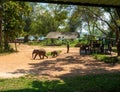 Udawalawe, Sri Lanka - March 9, 2022: Udawalawe National Park, where you can see wild animals in their natural habitat. The Royalty Free Stock Photo