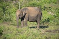 Udawalawe, Sri Lanka: National Park Asian Elephants many rehabilitated from sanctuary Royalty Free Stock Photo