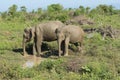 Udawalawe, Sri Lanka: National Park Asian Elephants many rehabilitated from sanctuary Royalty Free Stock Photo