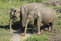 Udawalawe, Sri Lanka: National Park Asian Elephants many rehabilitated from sanctuary Royalty Free Stock Photo