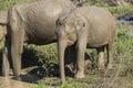 Udawalawe, Sri Lanka: National Park Asian Elephants many rehabilitated from sanctuary Royalty Free Stock Photo